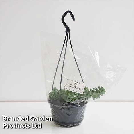 Sedum Morganianum 'Burrito' 6 Sedum Morganianum 'Burrito' - Image 6