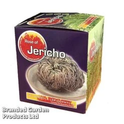 Selaginella Lepidophylla (Rose Of Jericho) -Green Haven Shop SELA 10CMGIFTB S47133