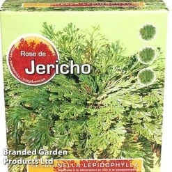 Selaginella Lepidophylla (Rose Of Jericho) -Green Haven Shop SELA 10CMGIFTB S47134