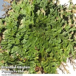 Selaginella Lepidophylla (Rose Of Jericho) -Green Haven Shop SELA LEPIDOPHY L49218