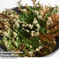 Selaginella Lepidophylla (Rose Of Jericho) -Green Haven Shop SELA LEPIDOPHY T49228