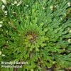Selaginella Lepidophylla (Rose Of Jericho)
