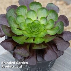 Semponium Collection -Green Haven Shop SEMP DESTINY S443632