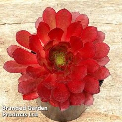 Semponium Collection -Green Haven Shop SEMP SIENNA H439611