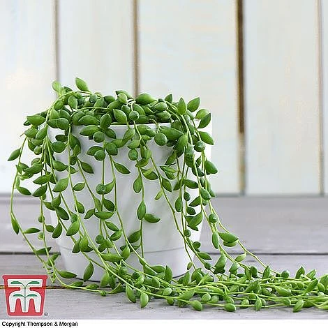 Senecio 'String Of Teardrops' 1 Senecio 'String Of Teardrops'