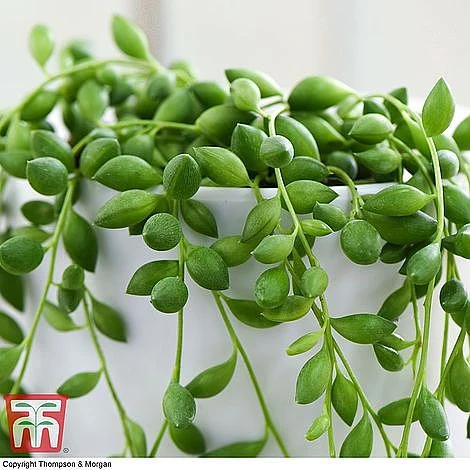 Senecio 'String Of Teardrops' 2 Senecio 'String Of Teardrops' - Image 2