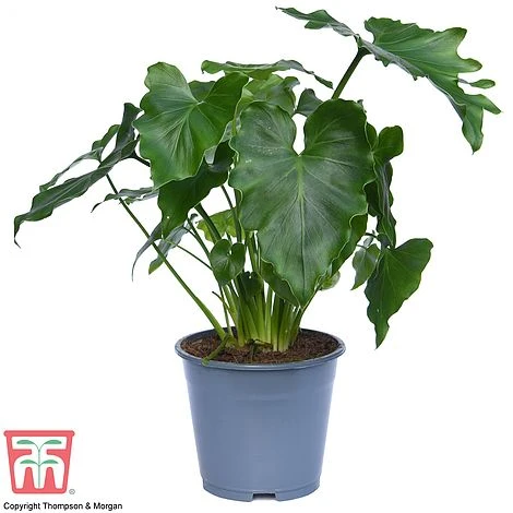 Philodendron 'Shangri La' 4 Philodendron 'Shangri La' - Image 4