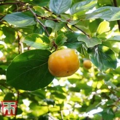Sharon Fruit 'Fuyu' -Green Haven Shop SHAR T14149 D