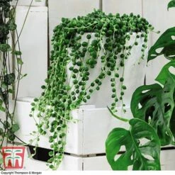 Senecio 'String Of Pearls' 7 Senecio 'String Of Pearls' -Green Haven Shop SOP pearls