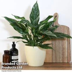 Spathiphyllum 'Diamond' -Green Haven Shop SPAT DIAMOND T48399
