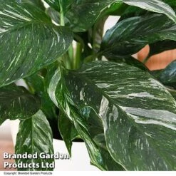 Spathiphyllum 'Diamond' -Green Haven Shop SPAT DIAMOND T48401