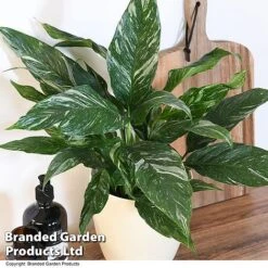 Spathiphyllum 'Diamond' -Green Haven Shop SPAT DIAMOND T48403