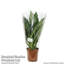 Spathiphyllum 'Diamond' -Green Haven Shop SPAT DIAMOND T48405