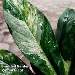 Spathiphyllum 'Diamond' -Green Haven Shop SPAT DIAMOND W45798