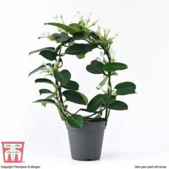 Stephanotis Floribunda On A Hoop -Green Haven Shop STEP KB2262 D