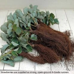 Strawberry Full Season Collection -Green Haven Shop STRA CWW3188 B h