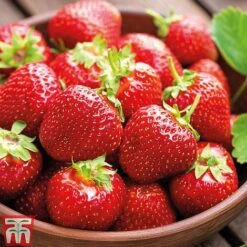 Strawberry Full Season Collection -Green Haven Shop STRA CWW3188 C1