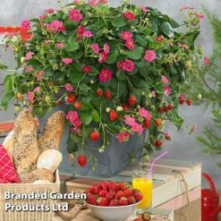 Grow Your Own Strawberry Collection -Green Haven Shop STRA TOSCANA S202161