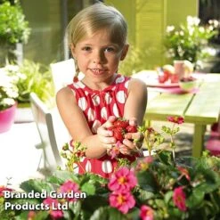 Grow Your Own Strawberry Collection -Green Haven Shop STRA TOSCANA S202181