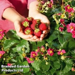 Grow Your Own Strawberry Collection -Green Haven Shop STRA TOSCANA S202191