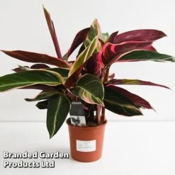 Stromanthe Sanguinea 'Triostar' -Green Haven Shop STRO TRIOS14CM T44590