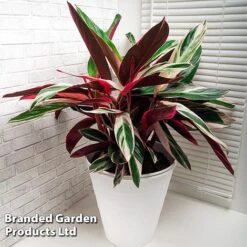 Stromanthe Sanguinea 'Triostar' -Green Haven Shop STRO TRIOSTAR KF1299 A