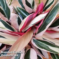 Stromanthe Sanguinea 'Triostar' -Green Haven Shop STRO TRIOSTAR KF1299 B