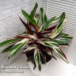 Stromanthe Sanguinea 'Triostar' -Green Haven Shop STRO TRIOSTAR KF1299 C