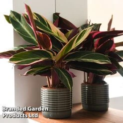 Stromanthe Sanguinea 'Triostar' -Green Haven Shop STRO TRIOSTAR T44595