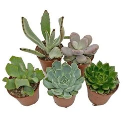 5 Succulent Starter Plant Collection Indoor Cacti Houseplants Terrarium Plants 7 5 Succulent Starter Plant Collection Indoor Cacti Houseplants Terrarium Plants -Green Haven Shop SUCC 4