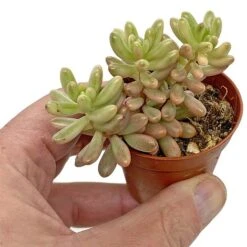5 Succulent Starter Plant Collection Indoor Cacti Houseplants Terrarium Plants 8 5 Succulent Starter Plant Collection Indoor Cacti Houseplants Terrarium Plants -Green Haven Shop SUCC 7