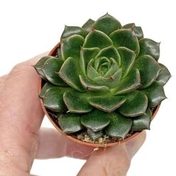 5 Succulent Starter Plant Collection Indoor Cacti Houseplants Terrarium Plants 9 5 Succulent Starter Plant Collection Indoor Cacti Houseplants Terrarium Plants -Green Haven Shop SUCC 9