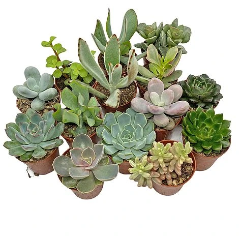 5 Succulent Starter Plant Collection Indoor Cacti Houseplants Terrarium Plants 1 5 Succulent Starter Plant Collection Indoor Cacti Houseplants Terrarium Plants