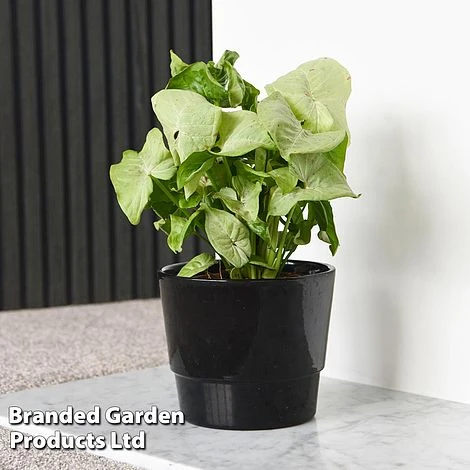 Syngonium 'Confetti' 1 Syngonium 'Confetti'