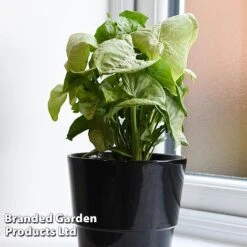 Syngonium 'Confetti' 6 Syngonium 'Confetti' -Green Haven Shop SYNG CONFETTI WKF1207 C