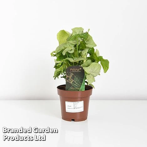 Syngonium 'Confetti' 4 Syngonium 'Confetti' - Image 4