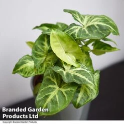 Syngonium 'Pixie' -Green Haven Shop SYNG PIXIE T48228