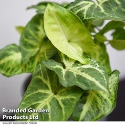 Syngonium 'Pixie' -Green Haven Shop SYNG PIXIE T48229