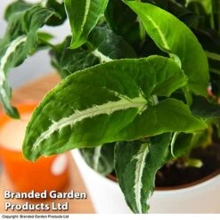 Syngonium Wendlandii -Green Haven Shop SYNG WENDLANDI T42612