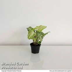 Syngonium 'White Butterfly' -Green Haven Shop SYNG WHITEB6CM T35116