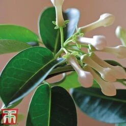 Stephanotis Floribunda On A Hoop -Green Haven Shop Steph