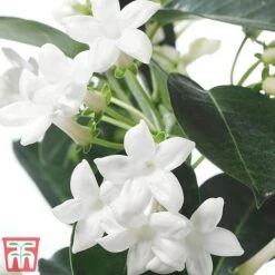 Stephanotis Floribunda On A Hoop -Green Haven Shop Steph3