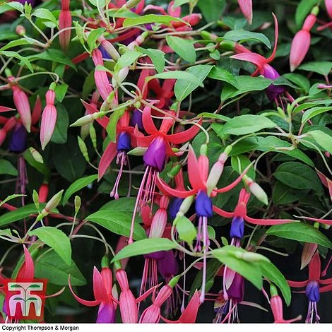 Fuchsia 'Genii' (Hardy) 1 Fuchsia 'Genii' (Hardy)