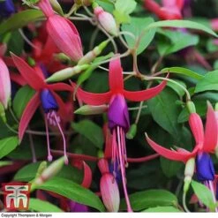 Fuchsia 'Genii' (Hardy) 5 Fuchsia 'Genii' (Hardy) -Green Haven Shop T57750 FUCH 3