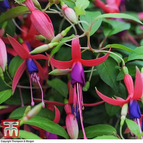 Fuchsia 'Genii' (Hardy) 3 Fuchsia 'Genii' (Hardy) - Image 3