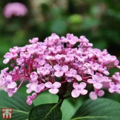 Hydrangea Macrophylla 'Ayesha' -Green Haven Shop T66231 HYDR 2
