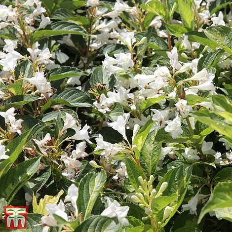 Weigela Florida 'Milk And Honey' 2 Weigela Florida 'Milk And Honey' - Image 2
