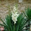 Yucca Filamentosa