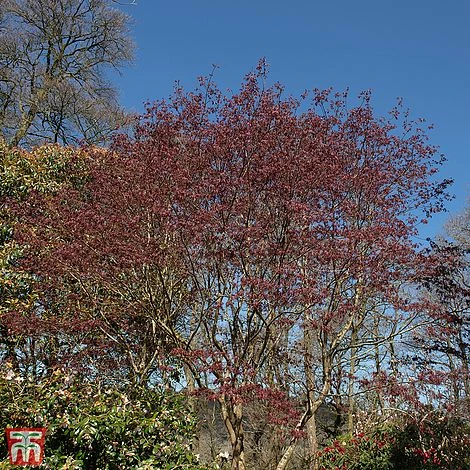 Acer Palmatum 'Trompenburg' -Green Haven Shop T68244 ACER 1