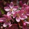 Crab Apple 'Coccinella'